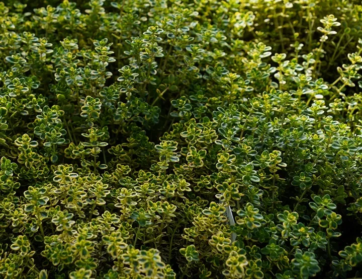 Thymus citriodorus Aureus Pot P17-18 cm - THYM CITRON DORE comestible