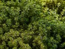 Thymus citriodorus Aureus Pot P17-18 cm - THYM CITRON DORE comestible