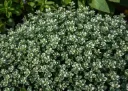 Thymus citriodorus Silver Queen P17-18 cm - THYM CITRON ARGENTE comestible