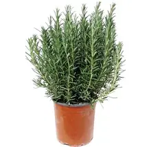 [105405] Rosmarinus officinalis Pot P18 ** Romarin **