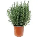 Rosmarinus officinalis Pot P18 ** Romarin **