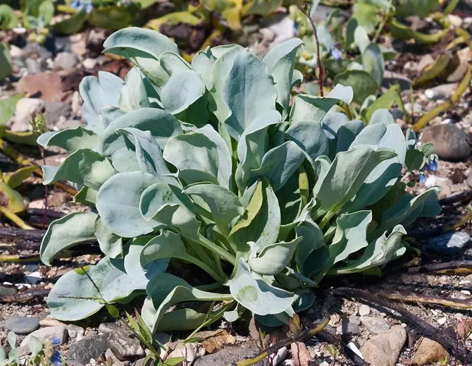 Mertensia maritima Pot C1.5Litres ** Huitre végétale **