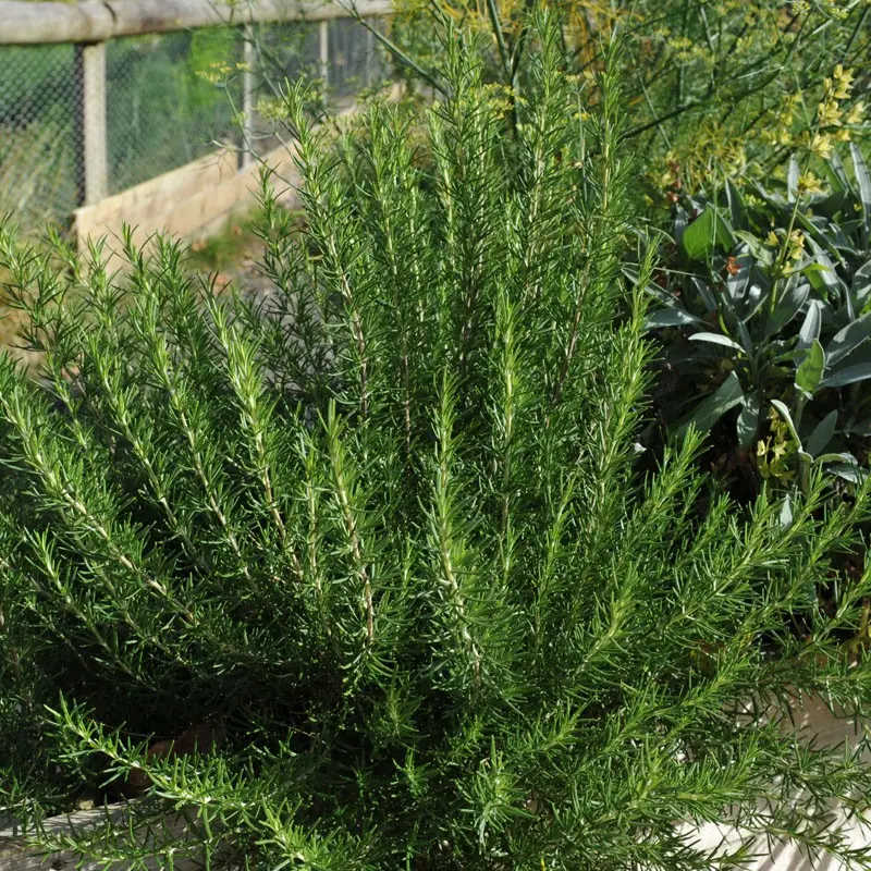 Rosmarinus officinalis buisson Touffe 50 60 cm XXL Pot P45