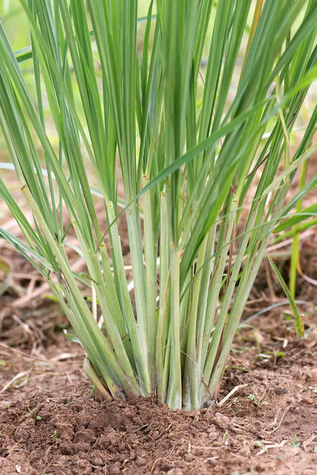 Cymbopogon citratus Pot C 1.5L * Citronnelle Thaï **