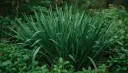 Allium ampeloprasum - Poireau perpétuel Pot C1.5