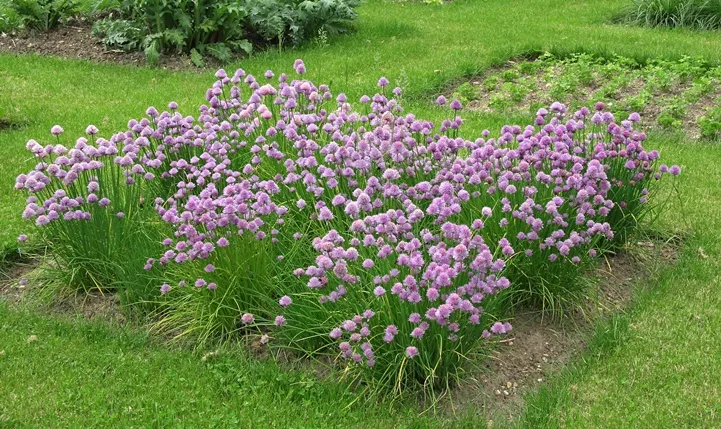 Allium schoenoprasum Pot C 1.5 Ciboulette