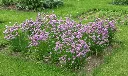 Allium schoenoprasum Pot C 1.5 Ciboulette