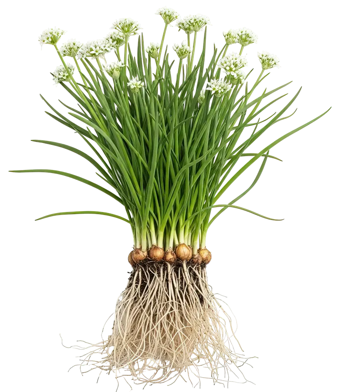 Allium tuberosum Pot C1.5 Ciboulette chinoise