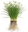 Allium tuberosum Pot C1.5 Ciboulette chinoise