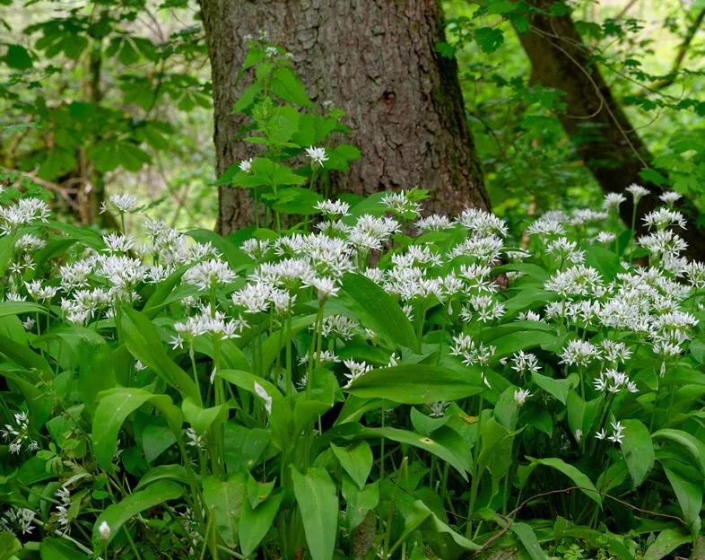 [129396] Allium ursinum - Ail des ours Pot P9