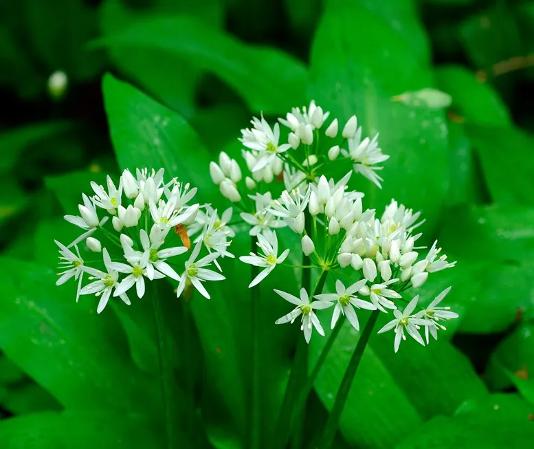 Allium ursinum Pot * Ail des ours Pot C1.5