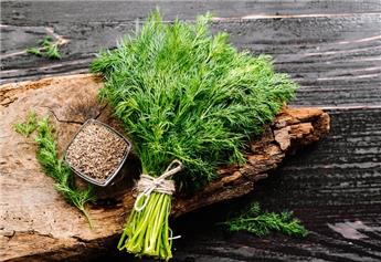 Anethum graveolens C 1.5L