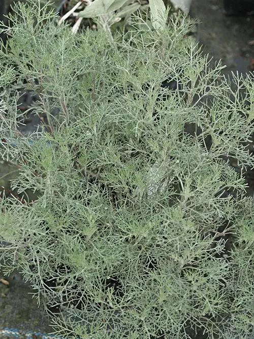 [129490] Artemisia abrotanum Pot C1.5 - Armoise citronelle ou Aurore