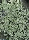 Artemisia abrotanum Pot C1.5 - Armoise citronelle ou Aurore