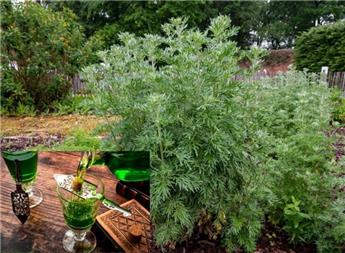 Artemisia absinthium Pot C 1.5 ** Absinthe **