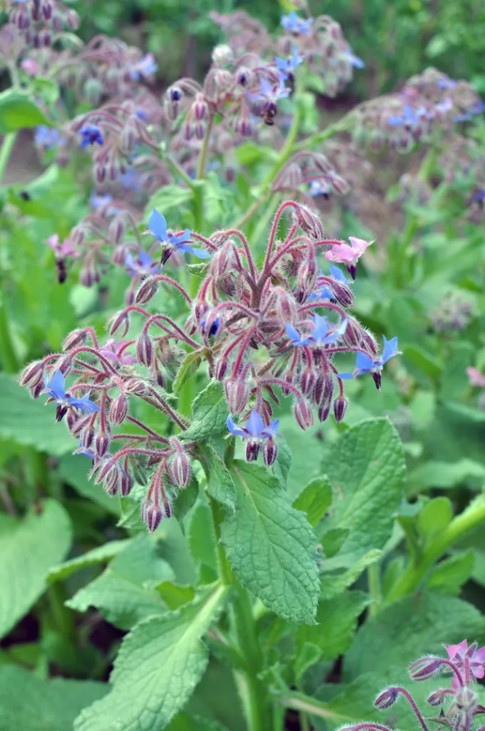 Borago officinalis - Bourache C 1.5L