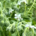 Borago officinalis Bianca Pot C 1.5L ** bourrache blanche **