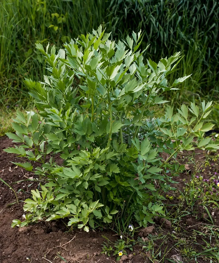 Levisticum officinalis - Liveche ou Celeri perpetuel Pot C 1.5L