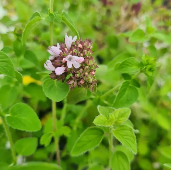 Origanum vulgare Pot C 1.5L