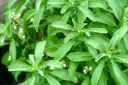 Stevia rebaudiana Pot C1.5  ** Edulcorant de sucre végétal **