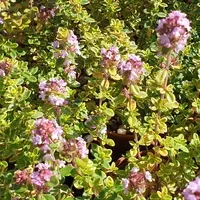 Thymus citrodorus Golden King Pot C 1.5L * Thym comestible