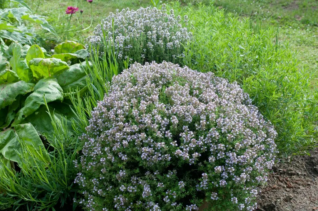 Thymus vulgaris Pot C 1.5L Thym commun
