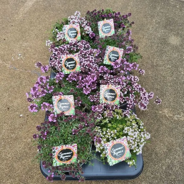Thymus variés Pot P17 cm - Thym comestible