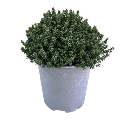 Thymus variés Pot P18 cm - Thym comestible