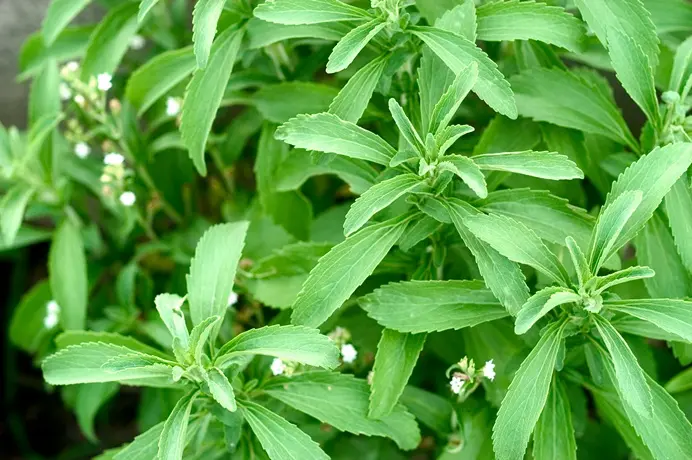 Stevia rebaudiana Pot P12 BIO** Edulcorant de sucre végétal **