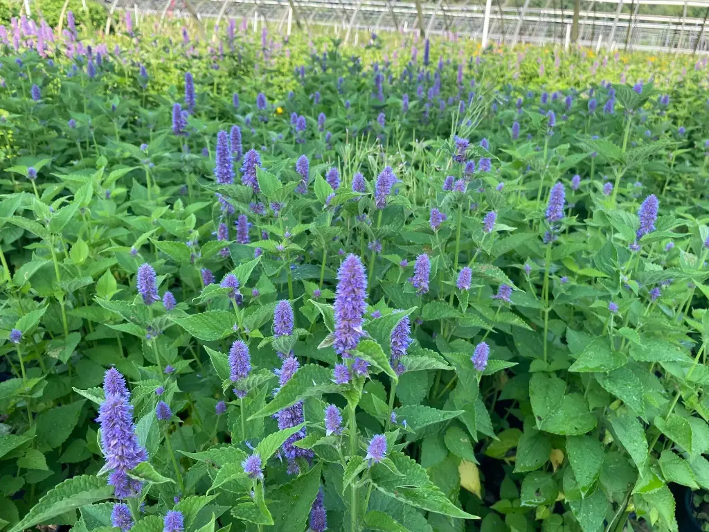 Agastache foeniculum C 1.5L