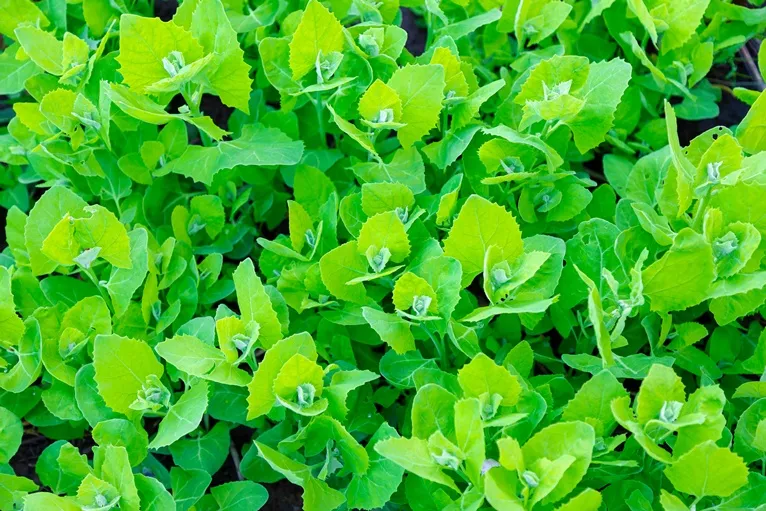 Atriplex hortensis Pot C1.5Litres - Arroche