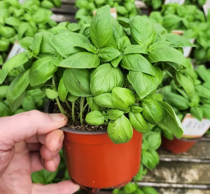 Basilic fin BIO - Ocimum basilicum Pot P12