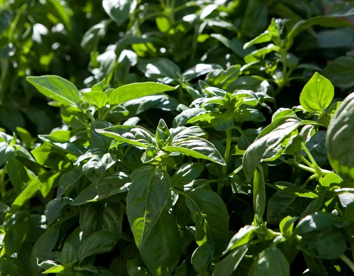 [104218] OCIMUM basilicum - Basilic vert Pot