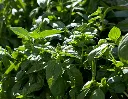 OCIMUM basilicum - Basilic vert Pot