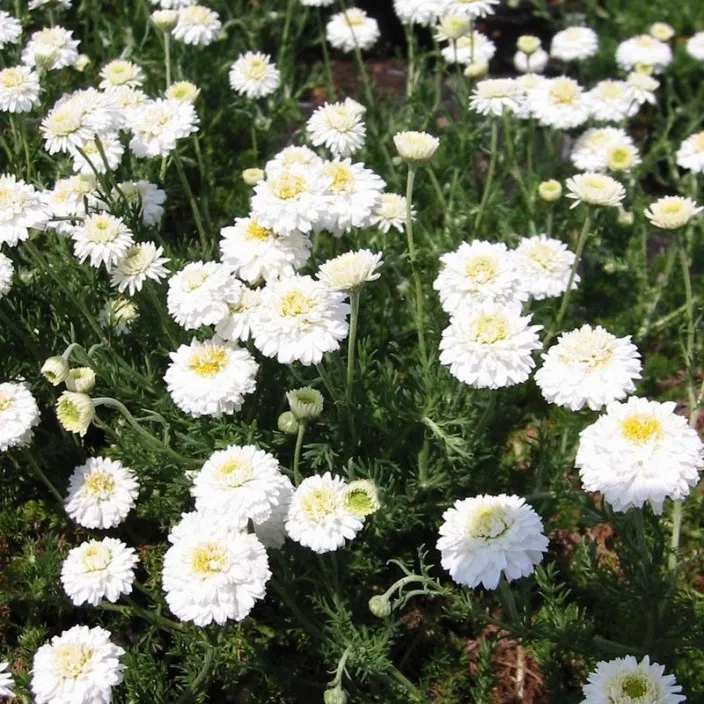 Chamaemelum n. Flore Pleno Pot C 1.5L ** Camomille **