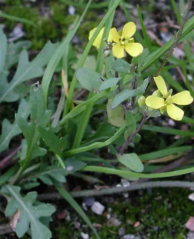 Eruca diplotaxis Pot C 1.5L - Roquette sauvage