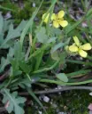 Eruca diplotaxis Pot C 1.5L - Roquette sauvage
