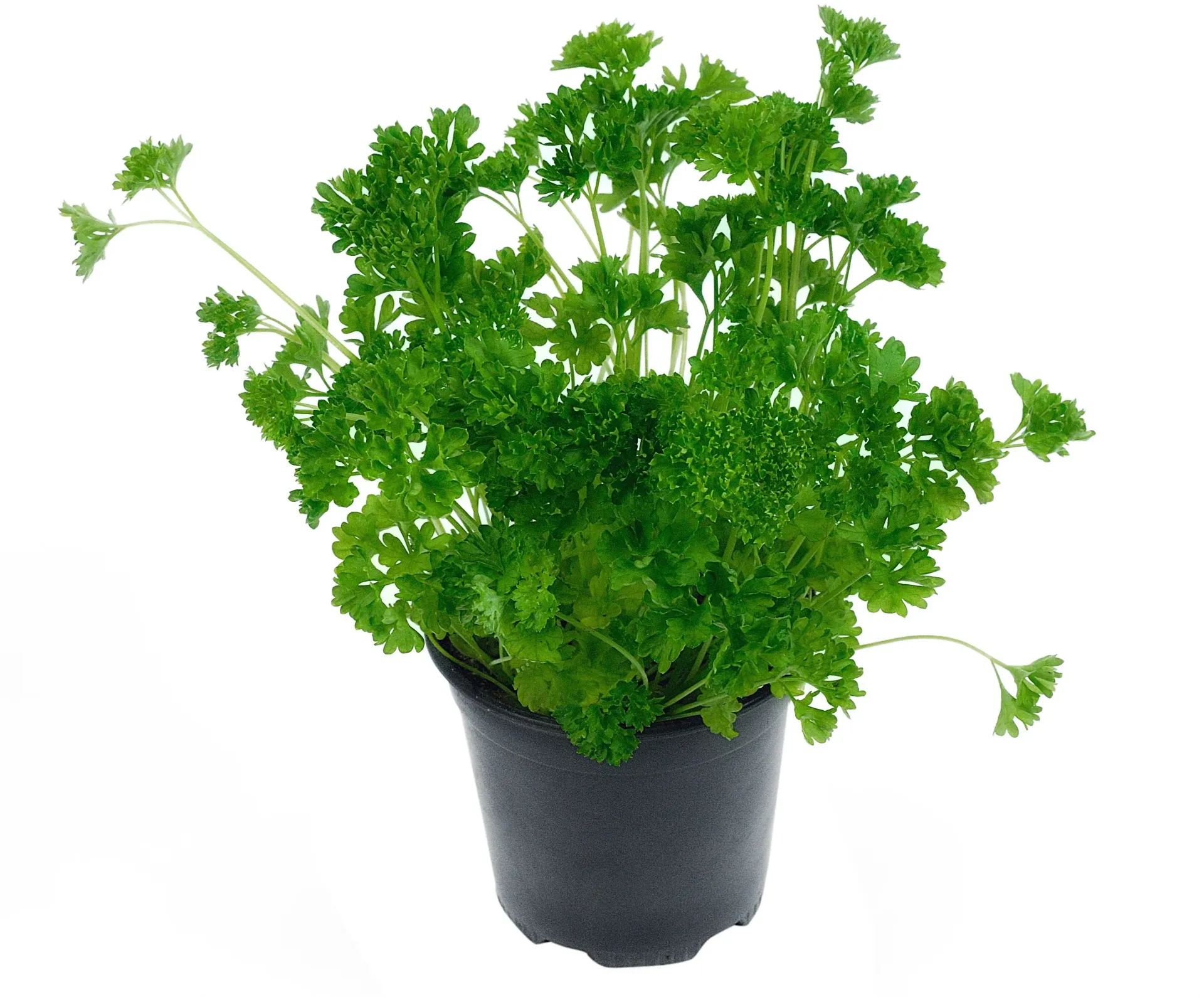 Petroselinum crispum - Persil frisé Pot