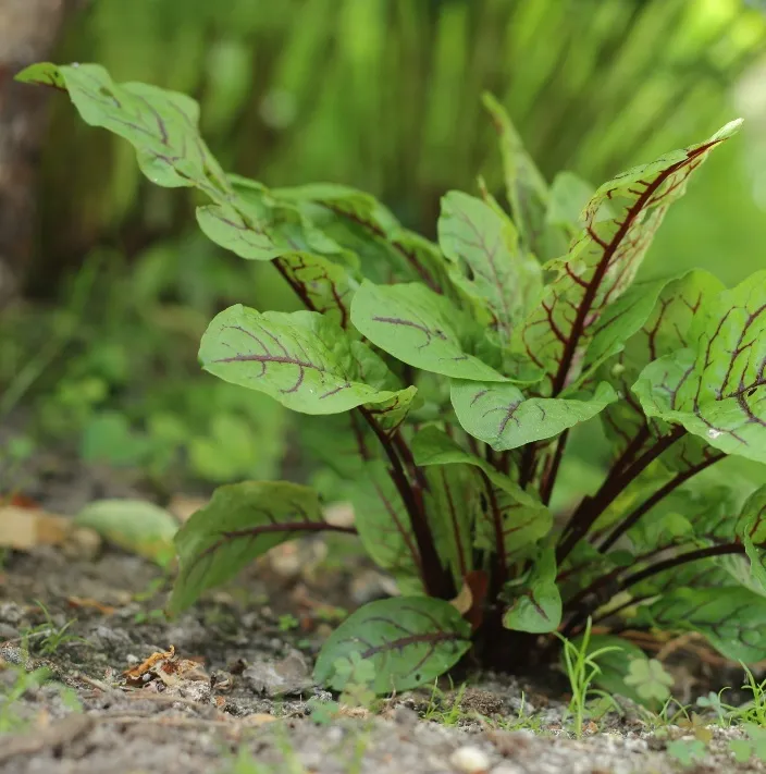 Rumex sanguineus Pot C 1.5L - Oseille sanguine.