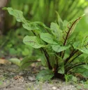 Rumex sanguineus Pot C 1.5L - Oseille sanguine.