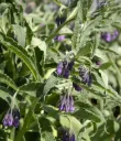 Symphytum uplandicum Pot C 1.5L ** Consoude de Russie **