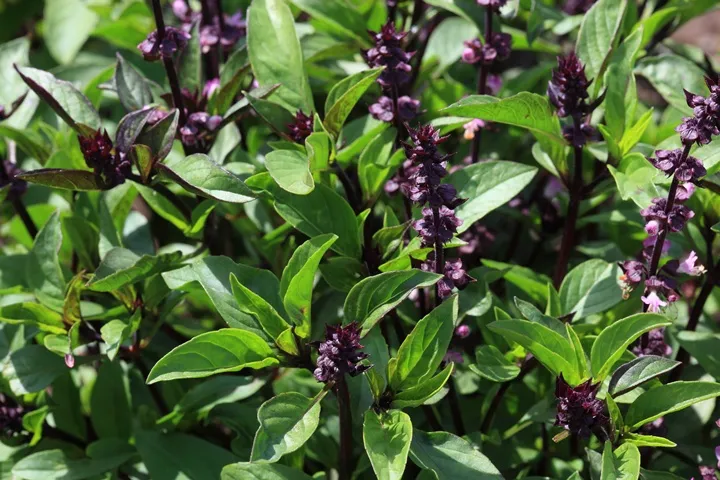 [129403] Basilic Thai BIO - Ocimum basilicum Thyrsiflora Pot P12