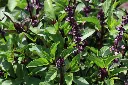 Basilic Thai BIO - Ocimum basilicum Thyrsiflora Pot P12