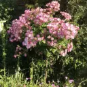 Rosier Ballerina tige 90 cm Pot