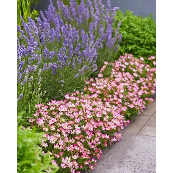 Rosier Cutie Pie P17cm **Nouveau: très nain **