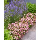 Rosier Cutie Pie P17cm **Nouveau: très nain **