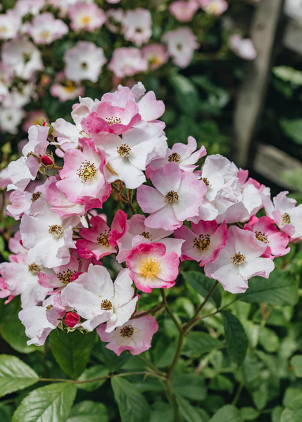 Rosier Ballerina Pot C3.5Litres