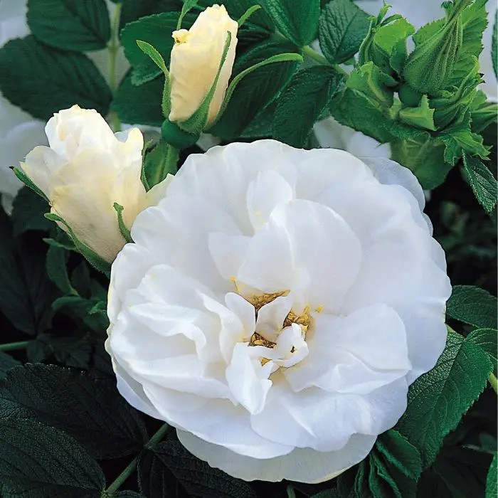 Rosier Rosa rugosa Double De Coubert Pot C4Litres
