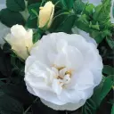 Rosier Rosa rugosa Double De Coubert Pot C4Litres