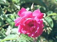Rosier Rosa rugosa Parfum De L Haye Pot